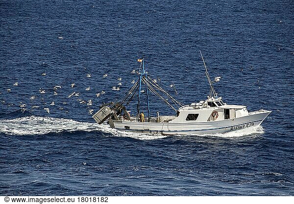 Weißkopfmöwe  Mittelmeer-Silbermöwe  Mittelmeermöwe  Weißkopfmöwen  Mittelmeer-Silbermöwen  Mittelmeermöwen (Larus michahellis)  Mittelmeermöwen  ...