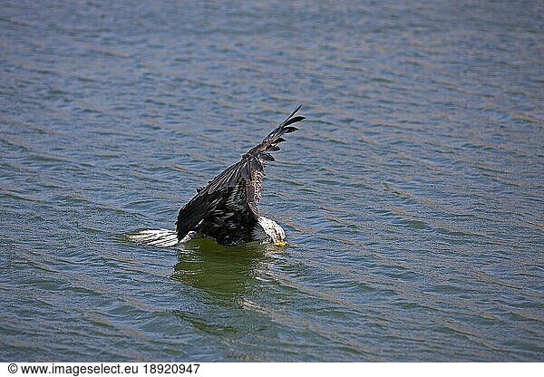 Weißkopfseeadler (haliaeetus leucocephalus)  Jungtier im Flug über Wasser  Fischen