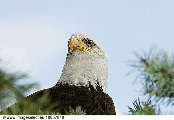 Weißkopfseeadler (haliaeetus leucocephalus)  Porträt eines Erwachsenen