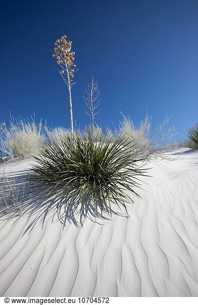weiß Monument Sand Yucca rostrata New Mexico
