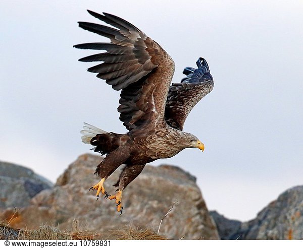 weiß Norwegen Schwanz Tierschwanz Adler