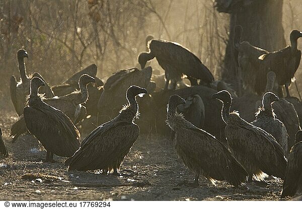 Weißrückengeier  Geier  Greifvögel  Tiere  Vögel  White backed Vultures at Hippo kill