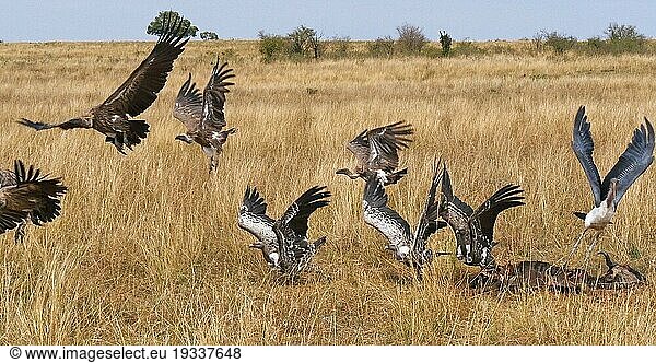 Weißrückengeier (gyps africanus)  Ruppellgeier  gyps rueppelli  Lappengeier (torgos tracheliotus)  Marabu (leptoptilos crumeniferus) Storch  Gruppe beim Fressen eines Kadavers  Masai Mara Park in Kenia