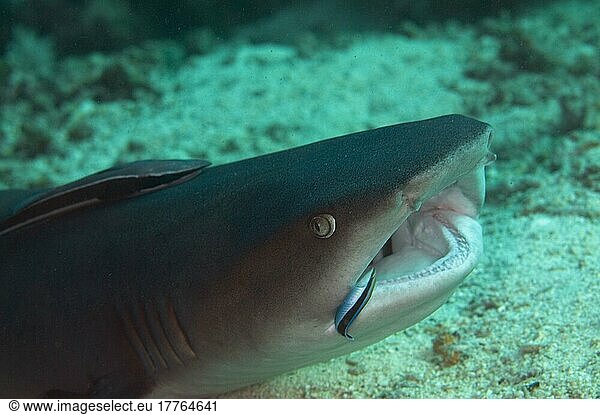 Weißspitzenriffhai  Weisspitzenriffhai  Weißspitzenriffhaie (Triaenodon obesus)  Weisspitzenriffhaie  Andere Tiere  Fische  Hai  Tiere  Whitetip Reef Shark adult