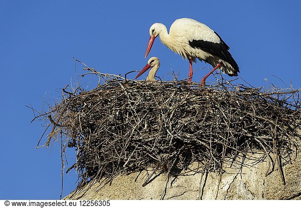 Weißstörche (Ciconia ciconia), Paar im Nest auf Felsen, Naturdenkmal Los Barruecos, Cáceres, Extremadura, Spanien, Europa