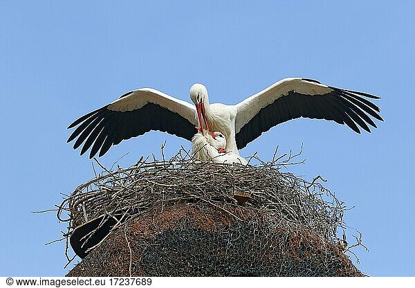 Weißstörche (Ciconia ciconia),  Paarung auf dem Nest,  Schleswig-Holstein,  Deutschland,  Europa