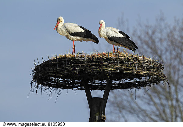 Weißstörche (Ciconia ciconia) auf dem Nest,  Paar auf künstlicher Nisthilfe