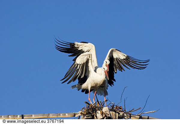 Weißstörche (Ciconia ciconia) bei der Paarung, Deutschland