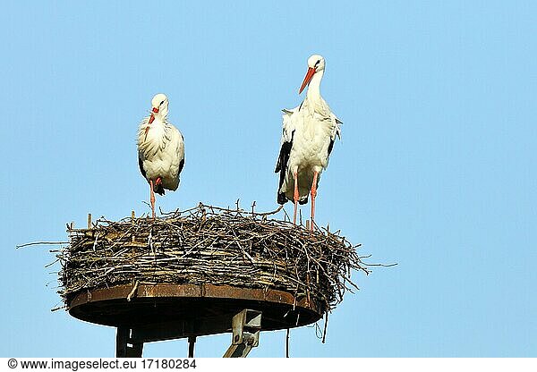 Weißstörche (Ciconia ciconia) stehen auf Nest,  Bislicher Insel,  Nordrhein-Westfalen,  Deutschland,  Europa