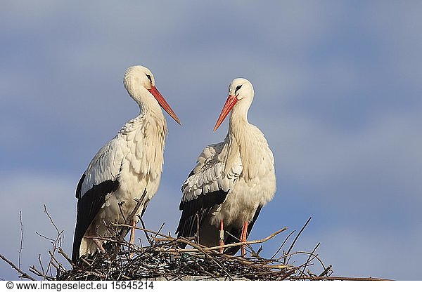 Weißstörche (Ciconia ciconia) stehend auf ihrem Nest, Deutschland, Europa