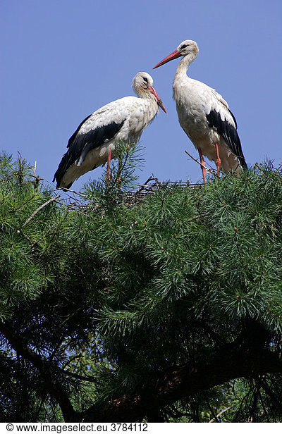 Weißstörche auf Nistbaum - Storchenpaar auf Nest (Ciconia ciconia)
