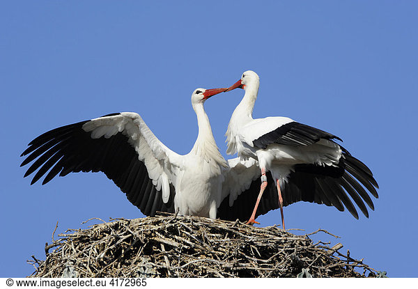 Weißstörche (Ciconia ciconia)
