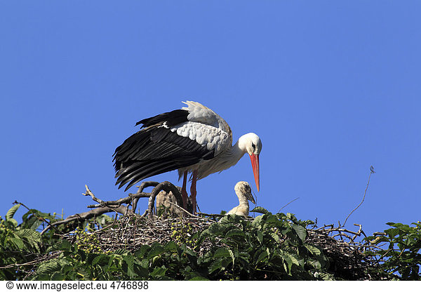 Weißstörche (Ciconia ciconia) adult Jungvogel Nest Kastanienbaum Mannheim Baden-Württemberg Deutschland Europa