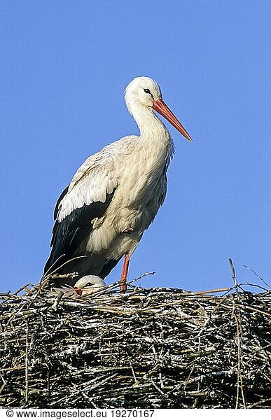 Weißstörche (Ciconia ciconia) auf dem Horst  White Stork adult birds on their nest
