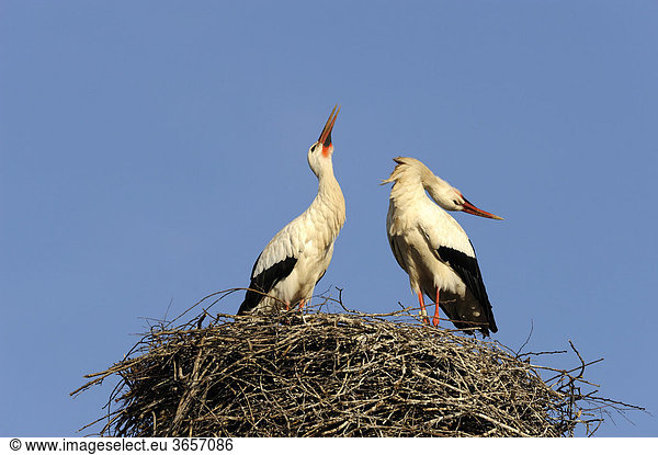 Weißstörche (Ciconia ciconia)  Begrüßung am Nest
