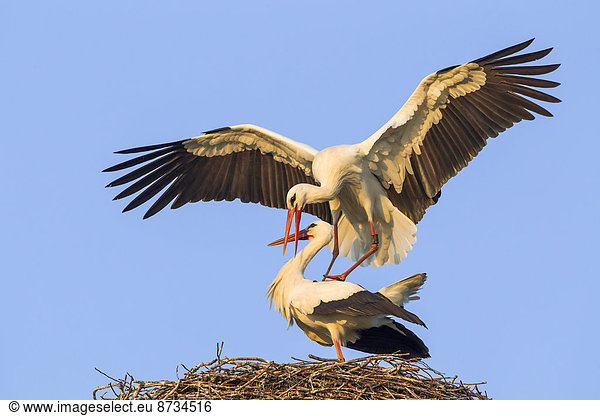 Weißstörche (Ciconia ciconia) bei der Paarung Hessen Deutschland
