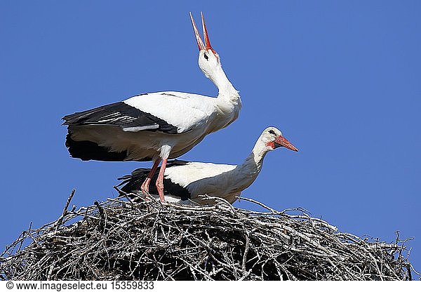 Weißstörche (Ciconia ciconia) Brutpaar im Nest klappert beim Gruß Storchendorf Rühstädt Brandenburg Deutschland Europa