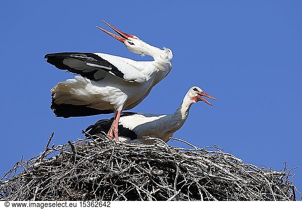 Weißstörche (Ciconia ciconia)  Brutpaar im Nest klappert beim Gruß  Storchendorf Rühstädt  Brandenburg  Deutschland  Europa