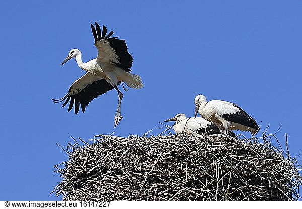 Weißstörche (Ciconia ciconia) fast flügge Jungstörche Flugübungen auf dem Nest Schleswig-Holstein Deutschland Europa