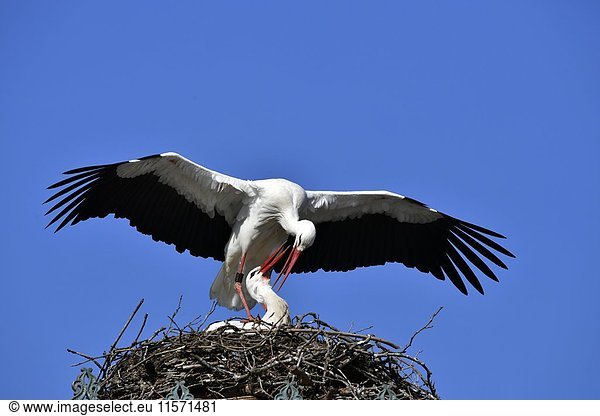 Weißstörche (Ciconia ciconia) im Nest Paarung Baden-Württemberg Deutschland Europa
