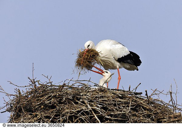 Weißstörche (Ciconia ciconia) im Storchennest bei Nestpflege