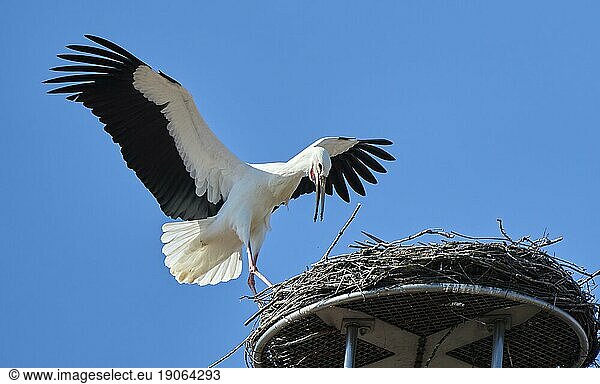 Weißstörche (Ciconia Ciconia)  in ihrem Nest auf einem Kirchendach in Oberschwaben  Baden-Württemberg  Deutschland  Europa