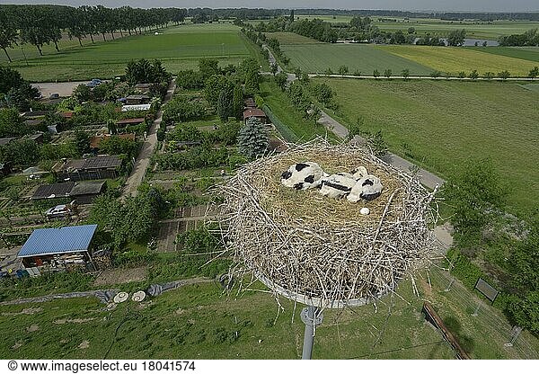 Weißstörche (Ciconia ciconia)  Jungvögel mit Ei im Nest  Weisstorch  Mast  Masten  Deutschland  Europa