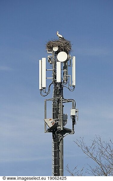 Weißstörche (Ciconia ciconia)  nisten auf einem Mobilfunkmast und ignorieren die Gefahr der Strahlung
