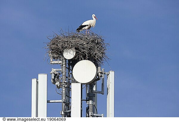 Weißstörche (Ciconia ciconia)  nisten auf einem Mobilfunkmast und ignorieren die Gefahr der Strahlung