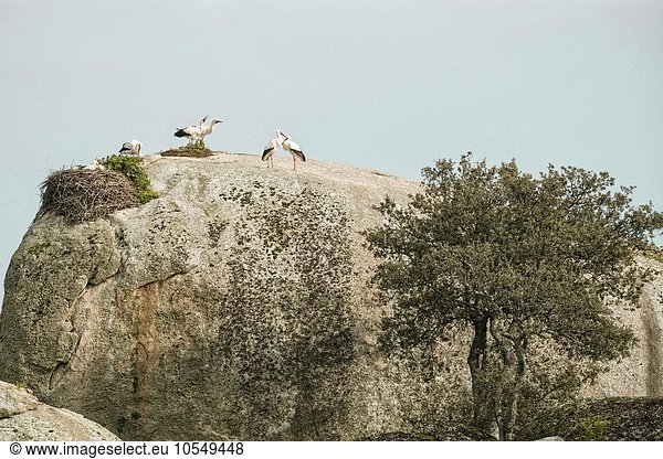 Weißstörche (Ciconia ciconia) nisten auf Granitfelsen  Naturschutzgebiet Los Barruecos  Extremadura  Spanien  Europa