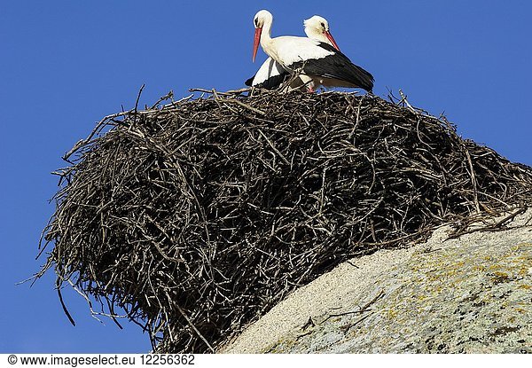 Weißstörche (Ciconia ciconia)  Paar im Nest auf Felsen  Naturdenkmal Los Barruecos  Cáceres  Extremadura  Spanien  Europa