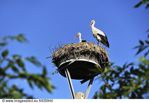 Weißstörche (Ciconia ciconia)  Paar im Nest gegen blauen Himmel  Kuhlrade  Mecklenburg-Vorpommern  Deutschland  Europa