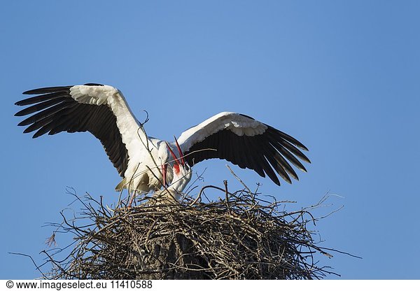 Weißstörche (Ciconia ciconia) Paar in ihrem Nest Weibchen heißt Männchen willkommen Nationalpark Coto de Doñana Provinz Huelva Andalusien Spanien Europa