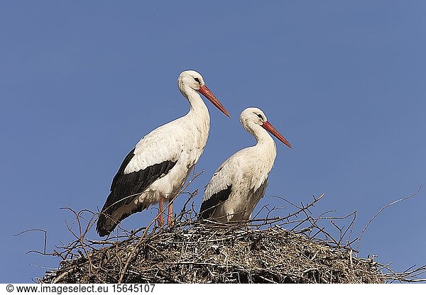 Weißstörche (Ciconia ciconia) stehend auf ihrem Nest Deutschland Europa