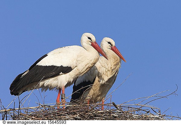 Weißstörche (Ciconia ciconia) stehend auf ihrem Nest Deutschland Europa