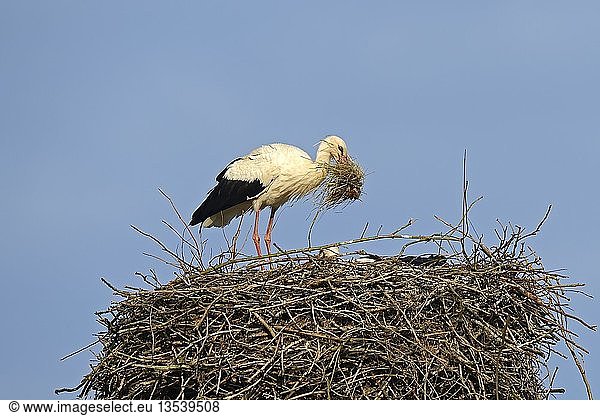 Weißstorch (Ciconia ciconia), bringt Nistmaterial zum Nest, Storchendorf Linum, Brandenburg, Deutschland, Europa, PublicGround, Europa
