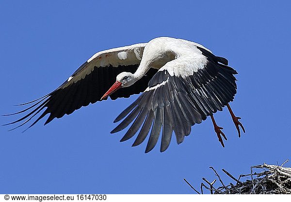 Weißstorch (Ciconia ciconia) fliegt vom Nest ab, Schleswig-Holstein, Deutschland, Europa