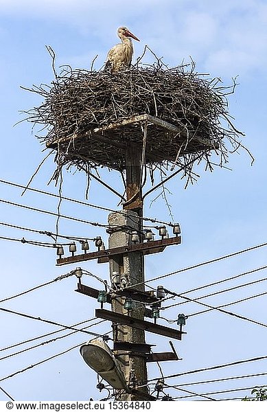 Weißstorch (Ciconia ciconia) im Nest auf einem Telegrafenmast,  Ukraine,  Europa