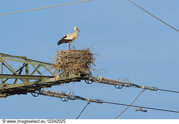 Weißstorch (Ciconia ciconia) in seinem Nest auf einem Strommast vor blauem Himmel in Hessen, Deutschland