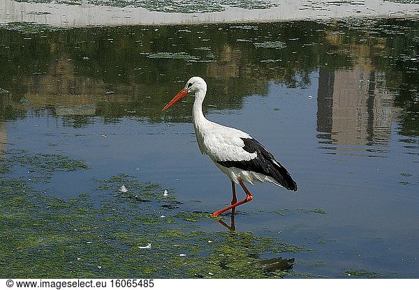 Weißstorch auf Nahrungssuche in einem Teich. Armenien. Foto: Andr? Maslennikov