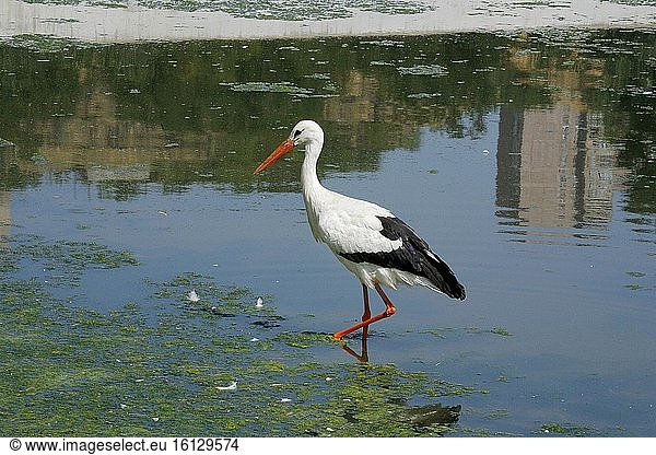 Weißstorch auf Nahrungssuche in einem Teich. Foto: Andr? Maslennikov