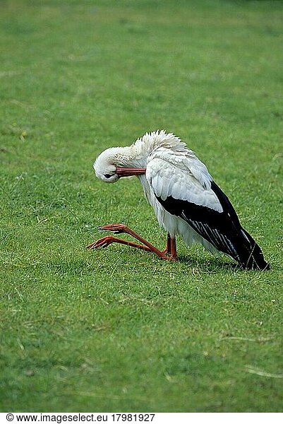 Weißstorch (Ciconia ciconia)