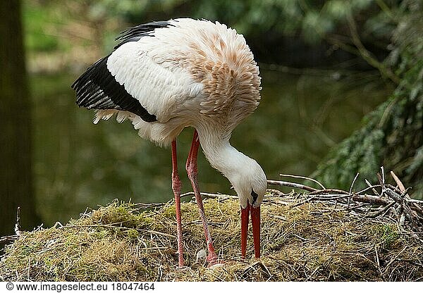 Weißstorch (Ciconia ciconia)
