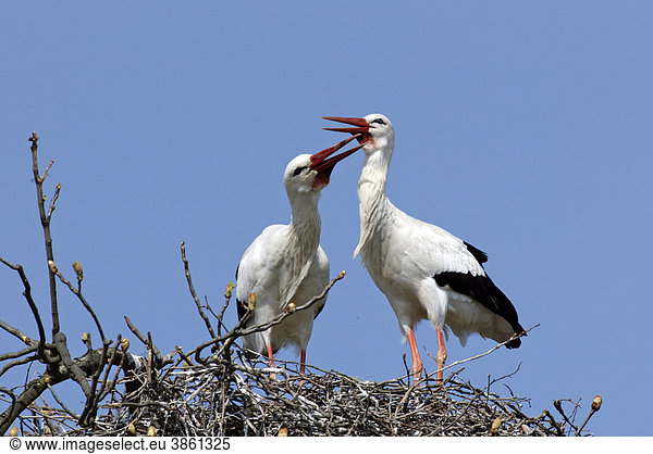 Weißstorch (Ciconia ciconia) adult Paar auf Horst Europa