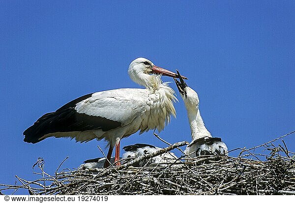 Weißstorch (Ciconia ciconia) Altvogel füttert einen Jungvogel  White Stork adult bird feeds a young bird
