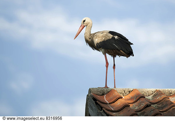 Weißstorch (Ciconia ciconia) auf Dach