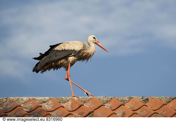 Weißstorch (Ciconia ciconia) auf Dach
