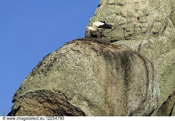 Weißstorch (Ciconia ciconia) baut sein Nest auf Felsen  Naturdenkmal Los Barruecos  Cáceres  Extremadura  Spanien  Europa