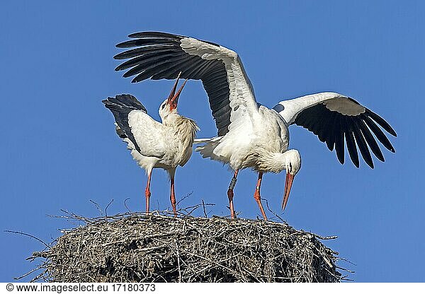 Weißstorch (Ciconia ciconia) bei der Paarung auf dem Nest Hessen Deutschland Europa