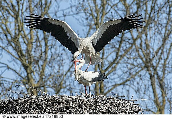 Weißstorch (Ciconia ciconia) bei der Paarung auf dem Nest Marchegg Niederösterreich Österreich Europa